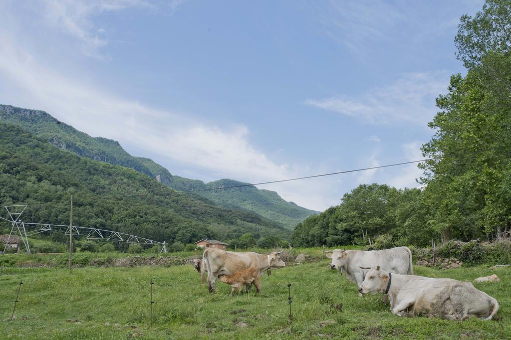 Mas El Ferres Konuk evi Joanetes Dış mekan fotoğraf